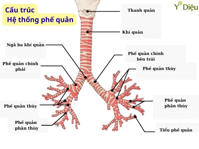 Siro Ho Bổ Phế – Giải Pháp Tự Nhiên Cho Hơi Thở Khỏe Mạnh